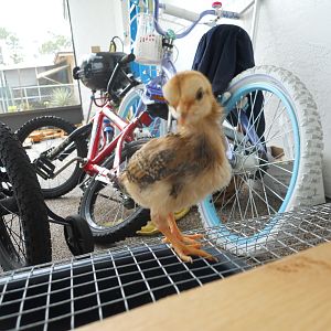 nugget