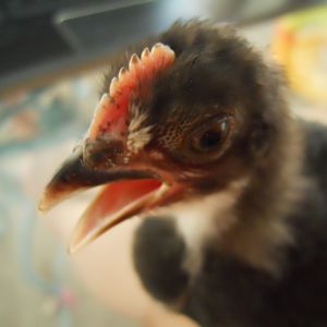 Jenny! chickens are dinosaurs...