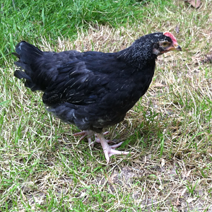 Theseus body shot, little lighter on the head feathers, but still dark.  Not as "cinder-block" shaped