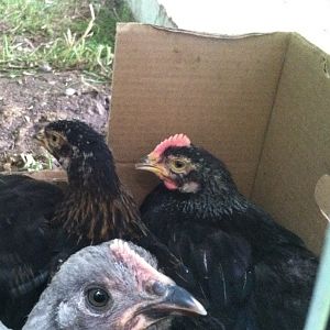 Athena (pullet) & Theseus - head shot.  Athena is dark as well.  She is laying next to Theseus.  The lavender orp couldn't miss the photo op!
