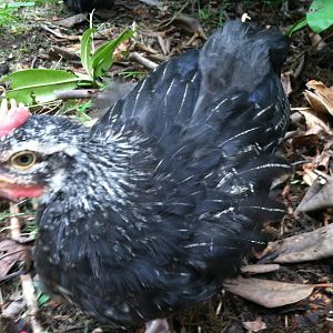 Hope lightest head and I believe my favorite as far as color and comb wise.  He is smaller than the other boys though.  He does have the 2nd best "cinder-block" shape... I'll try and find a better picture.