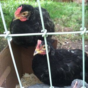 Alfred & Spartacus - Top left... He thinks he's the man!