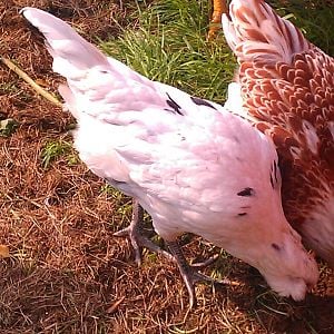 Here is Roxanne again with one of my Easter Eggers, I have no idea if they're hens or roos. I think that one is Stevie.