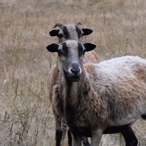 Barbados Sheep ewes