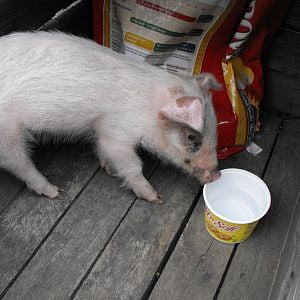 Petunia, 8 lbs when she canme home. Was 265 when she was brought home as bacon!