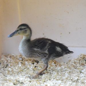Mama Quack when she came home.