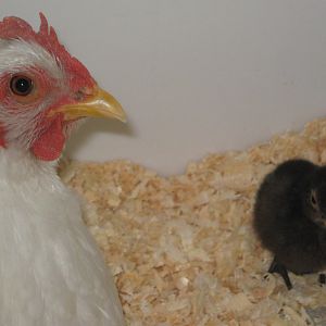 My White chicken was not Racist it seems. Her name is Zelda, she became our foster mom, and a wonderful mother to the rest of the chicks!