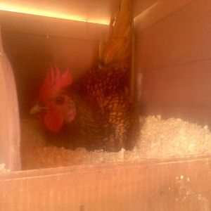 My Roosters trying on the nesting boxes.. I think its kinda like guys trying on womens shoes.. lmbo ;)