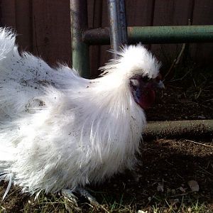 One of my Silkie Roosters