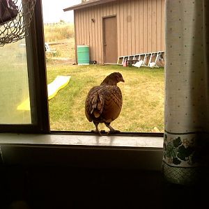 Chicken in the window