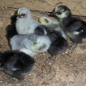 the chicks outside