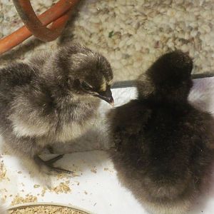 two straight sizzles