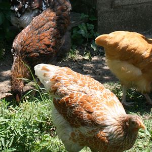 Violet and Lizzy (15 wks) pullets