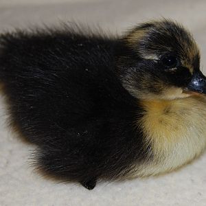 my new duck born on memorial day