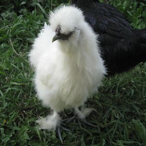 White Silkie Chicken