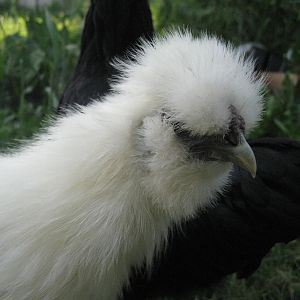 White Silkie Chicken