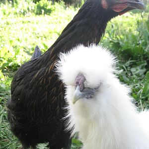 White Silkie Chicken and Black Star Sex-Link Pullet