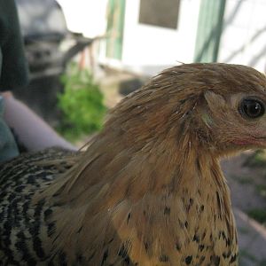 Golden Campine Chicken