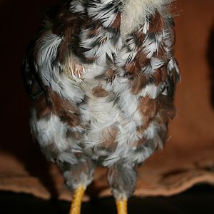 Russian Orloff Chick - 5 weeks old