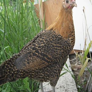 Golden Campine Chicken