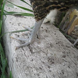 Golden Campine Chicken