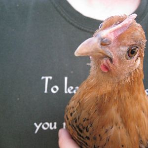 Golden Campine Chicken