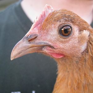 Golden Campine Chicken