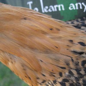 Golden Campine Chicken