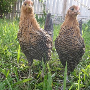 taken may 5th 11 weeks old  Golden Campine Chicken