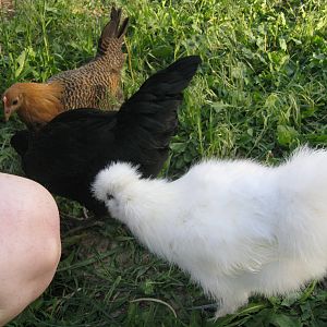 Golden Campine Chicken, Black Star Sex-Link Chicken, White Silkie Chicken