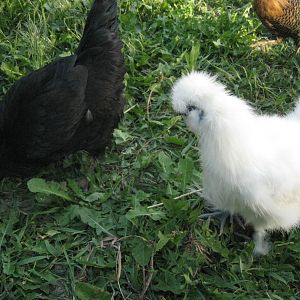 Black Star Sex-Link Chicken, White Silkie Chicken
