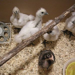 Taken May 25 - Six wks old