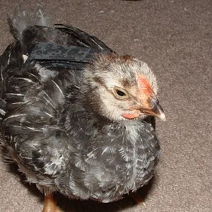 Sleepy chick