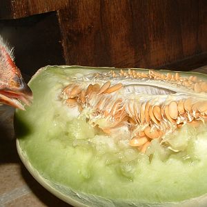 melon!