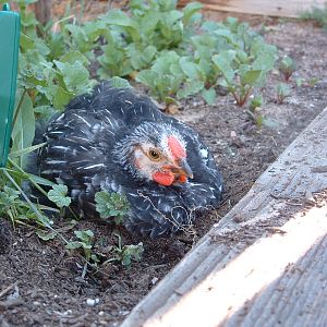 Loving the garden
