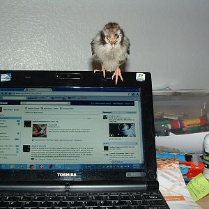 Cyber chick