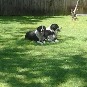 Brandi(left) and her son, Cooper(right). The absolute best dogs! Loving and super smart!!