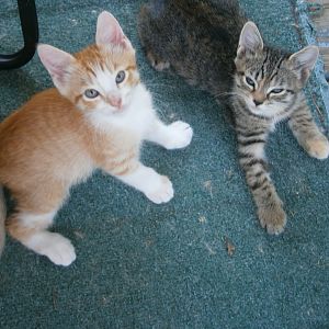 Last 2 of Chloe's 3rd litter, Jessie(left) and Tiger(right)....