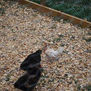 This picture is of my feathered legged Bantams