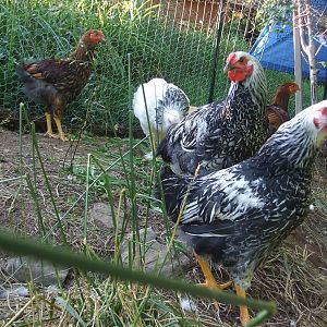 Silver Laced and Golden Laced Wyndottes-3 months old
