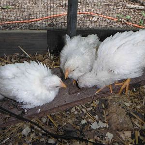 Month old cubalaya chicks, spring 2012