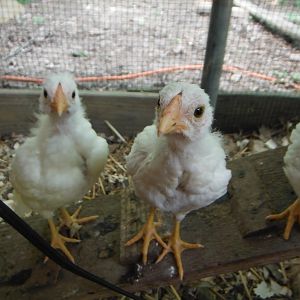 cubalaya chicks