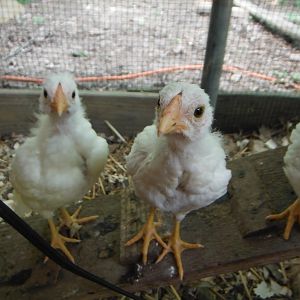 cubalaya chicks