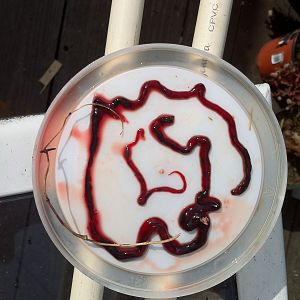 ginger worm or intestine.JPG