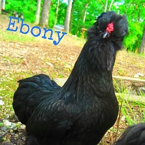 An edited picture of Ebony.