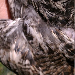 wing/shoulder.jpg