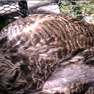 wing/back.jpg