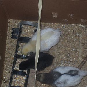 White Jersey Giant ??