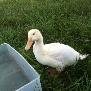 Princess Bubblegum the Pekin Duckling hanging out in the yard and avoiding the chickens.