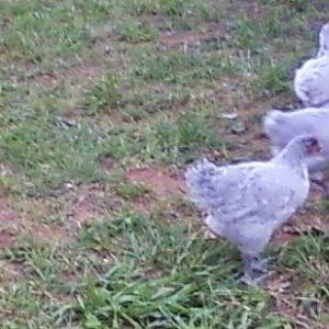Juvenile Lavender Orpingtons 2-1/2 - 3 months old.